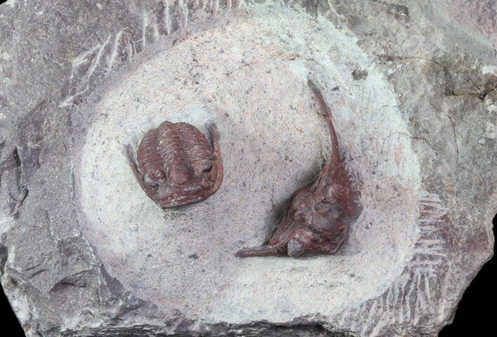 Red Aulacopleura & Leonaspis Trilobites - Hmar Laghdad, Morocco #82973